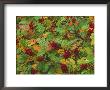 Rowan (Mountain Ash), Sorbus Aucuparia by Mark Hamblin Limited Edition Print