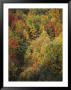 A Bicyclist Rides A Trail Through A Wooded Area In Autumn by Skip Brown Limited Edition Print