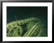 An Underwater View Of A Sherman Tank by Brian J. Skerry Limited Edition Print