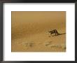 A Mountain Lions Walks Across A Desert Landscape by Norbert Rosing Limited Edition Pricing Art Print