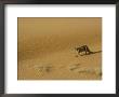 A Mountain Lions Walks Across A Desert Landscape by Norbert Rosing Limited Edition Print