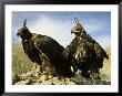 Hooded Eagles Stand Ready For Hunting by Ed George Limited Edition Pricing Art Print