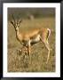 A Female Grants Gazelle Nursing Her Baby In A Field (Gazella Granti) by Roy Toft Limited Edition Print