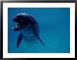 A Bottlenose Dolphin Swims In The Aquarium At Sea Life Park by Chris Johns Limited Edition Print