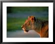 A Lioness Attentively Watching A Herd Of Zebras by Beverly Joubert Limited Edition Print