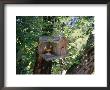Church Bird House Hanging In A Tree, Sutter Creek, California by Gina Martin Limited Edition Print