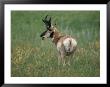Pronghorn In Buffalo Gap National Grassland by Annie Griffiths Belt Limited Edition Print