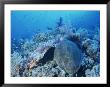 A Turtle Swims Over The Coral Reefs With Marine Life In The Red Sea by Peter Carsten Limited Edition Print