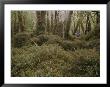 A Hiker Explores A Mossy Enchanted Forest by Gordon Wiltsie Limited Edition Print