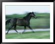 Running Horse by James L. Stanfield Limited Edition Print