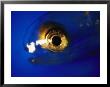 Close Detail Of The Eye Of A Larval Fish by Bill Curtsinger Limited Edition Pricing Art Print