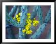 Staghorn Cholla Cactus And Desert Brittle Bush Flowers by Raul Touzon Limited Edition Print