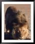 Black Maned Lion Drinking by Bonnie Lange Limited Edition Print