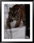 Siberian Tiger (Panthera Tigris Altaica) In The Snow by Michael Nichols Limited Edition Pricing Art Print
