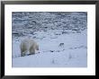 An Arctic Fox Eyes A Polar Bear Foraging For Scraps Of Food by Paul Nicklen Limited Edition Pricing Art Print