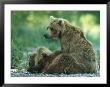 Brown Bear Mother And Cubs Resting by Klaus Nigge Limited Edition Print