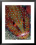 Coral Trout, Komodo, Indonesia by Mark Webster Limited Edition Print