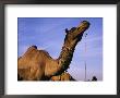 Beaded Necklaces Adorn The Neck Of A Camel by Ed George Limited Edition Print
