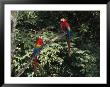 Scarlet Macaws Sit On A Tree Branch In Belize by Ed George Limited Edition Print
