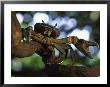 Crab With A Bluish Shell Perched On A Tree Branch by Michael Nichols Limited Edition Print