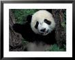 Panda Cub With Tree, Wolong, Sichuan Province, China by Keren Su Limited Edition Print