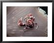 Crab In A Lagoon, La Jolla, Ca by Eddie Stangler Limited Edition Pricing Art Print