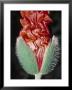 Close-Up Of An Emerging Poppy by Jules Cowan Limited Edition Print