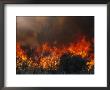 Flames Consume Trees And Brush In A Controlled Burn by Melissa Farlow Limited Edition Print