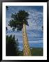 A Ponderosa Pine Tree by Richard Nowitz Limited Edition Pricing Art Print