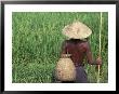 Fisherman In A Rice Field, Danang, Vietnam by Keren Su Limited Edition Print