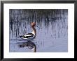 American Avocet Wading by Charles Sleicher Limited Edition Print