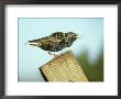 Starling, Sturnus Vulgaris Calling On Fence Post, S. Yorks by Mark Hamblin Limited Edition Print