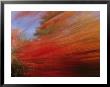 A Panned View Of A Deciduous Forest In Fall Colors by Nick Caloyianis Limited Edition Print