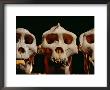 Three Gorilla Skulls Lined Up Side-By-Side by Michael Nichols Limited Edition Print
