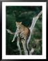 Leopard (Panthera Pardus) In Tree, Looking At Camera, Samburu National Reserve, Kenya by David Tipling Limited Edition Print