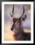 Adult Waterbuck (Kobus Ellipsyprimus) At Paradise Pools, Moremi Wildlife Reserve, Botswana by Andrew Parkinson Limited Edition Print