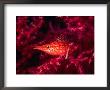 Long Nosed Hawkfish In Pink Gorgonian (Oxycirrhites Typus), Indonesia by Michael Aw Limited Edition Print