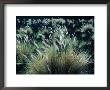 Pili Grass Growing On Lava Flow In The Kona Region, Kailua-Kona, Usa by Nicholas Pavloff Limited Edition Print