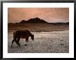 The Wild Horse Of Mongolia by Olivier Cirendini Limited Edition Pricing Art Print