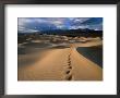 Footprints In Mesquite Sand Dunes, Death Valley National Park, Usa by Carol Polich Limited Edition Pricing Art Print