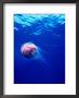 Jellyfish,,Myanmar (Burma) by Michael Aw Limited Edition Pricing Art Print