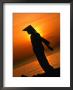 Silhouette Of Woman Exercising On Beach At Sunset, Nha Trang, Khanh Hoa, Vietnam by John Banagan Limited Edition Pricing Art Print