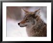 Coyote, Grand Teton National Park, Wyoming, Usa by Dee Ann Pederson Limited Edition Print