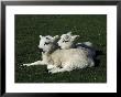 Swaledale Sheepovis Ariessibling Lambs Relaxing In Pasture, Yorkshire Dales by Mark Hamblin Limited Edition Print