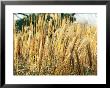 Miscanthus Sinensis (Punktchen), Close-Up Of Yellow Grass by Mark Bolton Limited Edition Pricing Art Print