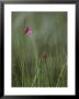 Delicate Pink Wildflower Atop Long Grassy Stem by Klaus Nigge Limited Edition Print