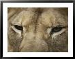 A Close View Of The Head Of A Lion by Jason Edwards Limited Edition Pricing Art Print