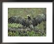Cinereous Vulture Stretching Its Wings In Its Pine Tree Nest by Klaus Nigge Limited Edition Print