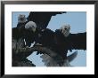 Northern American Eagles Struggle For A Perch by Norbert Rosing Limited Edition Print