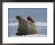 A Female Atlantic Walrus Lets Her Infant Rest On Her Back by Norbert Rosing Limited Edition Print